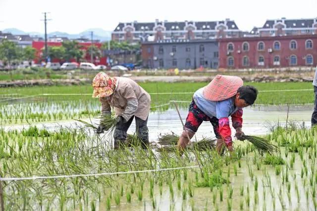 低成本小生意都有哪些（在农村月收入过万的几个小生意）-盈途副业网