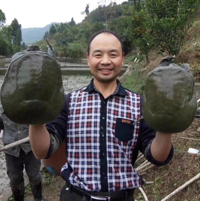 回农村养鳖年收入百万（未来养殖业什么最赚钱农村）-盈途副业网