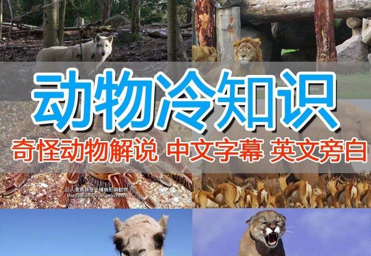 【副业项目6380期】外面卖1699的国外纪录片解说（动物解说、美食、动画片）稳过中视频-盈途副业网